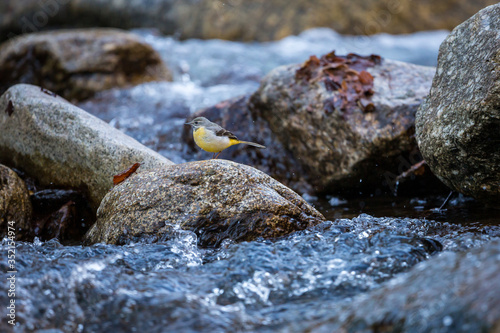 Grey Wagtail standing on a rock in the middle of a mountain stream
