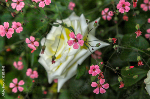 pink and white flowers