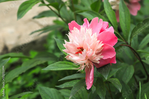 pink peony flower