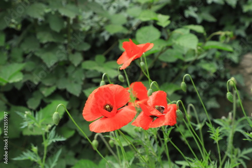 red poppy flower