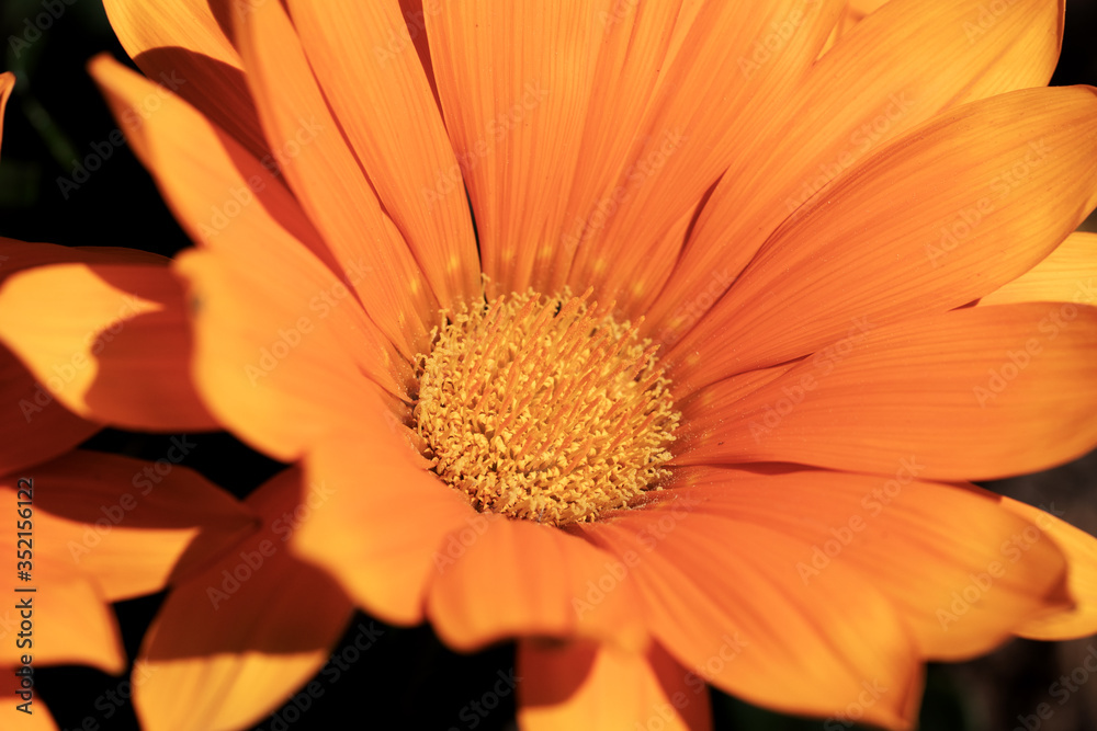 Detail of a beautiful orange gazania flower in the garden Detail of a beautiful orange gazania flower in the garden