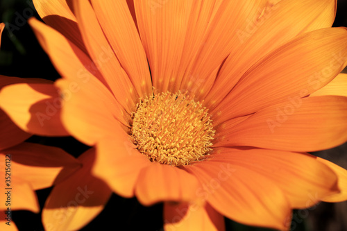 Detail of a beautiful orange gazania flower in the garden