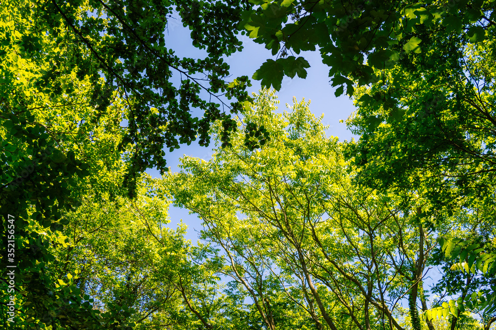 green leaves and sun green leaves and sun