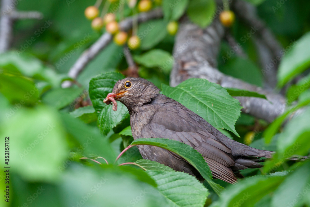 Common Blackbird (Turdus merula) bird in the natural habitat. Common Blackbird (Turdus merula) bird in the natural habitat.