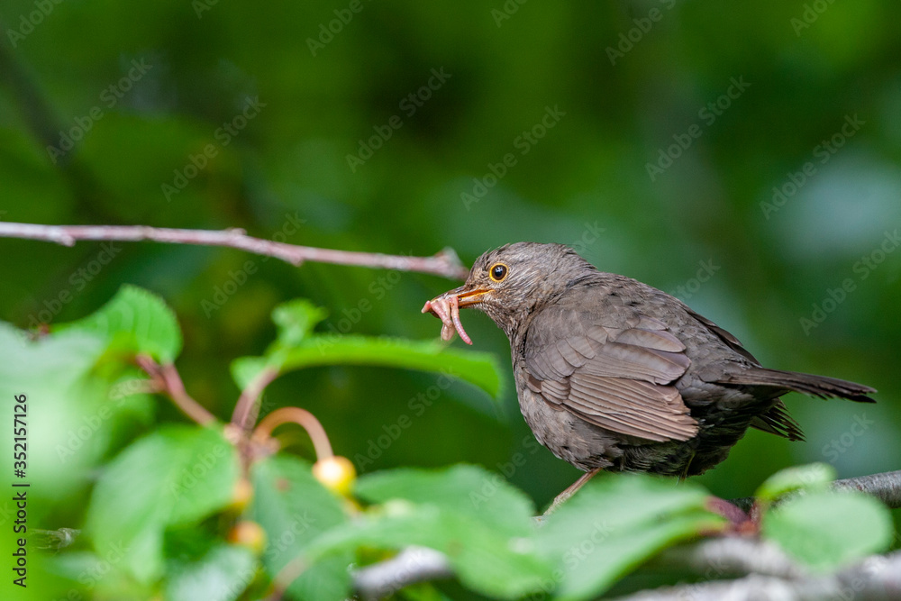Common Blackbird (Turdus merula) bird in the natural habitat. Common Blackbird (Turdus merula) bird in the natural habitat.