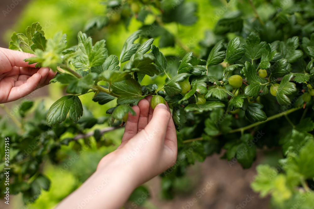 the boy's hands collect gooseberries from a green Bush in the garden the boy's hands collect gooseberries from a green Bush in the garden