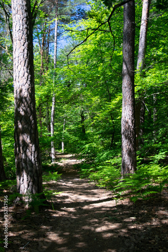 Fototapeta ścieżka natura drzewa trawa las