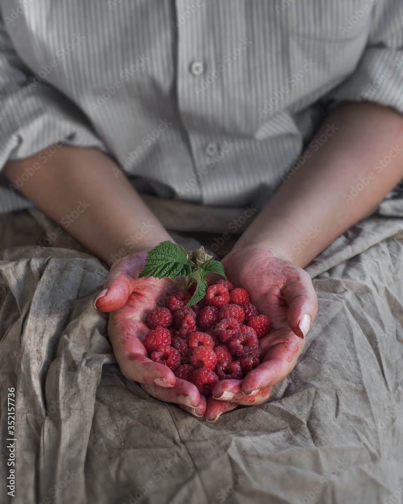 fresh red juicy summer raspberry from the garden in the hands of a young woman in gray apron and shirt fresh red juicy summer raspberry from the garden in the hands of a young woman in gray apron and shirt