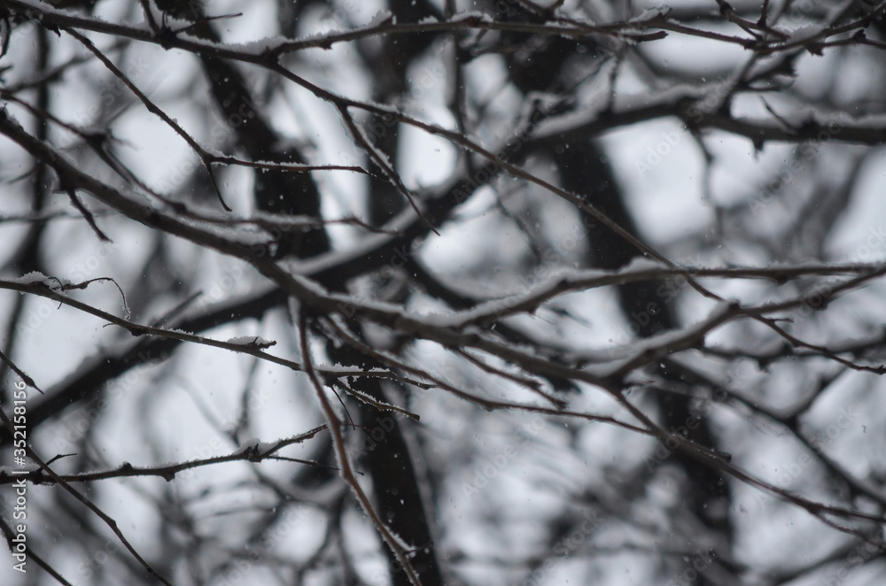 branches of a snowy tree branches of a snowy tree