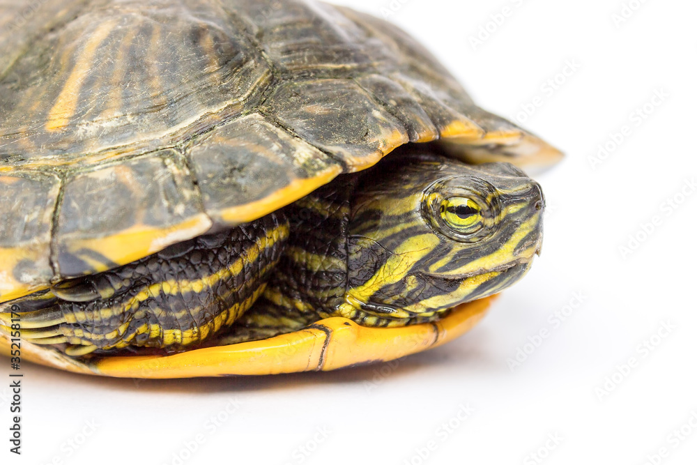 Close up land turtle on white background Close up land turtle on white background