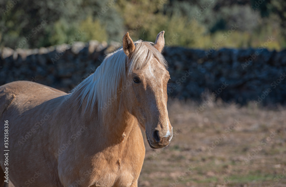 Horses in nature