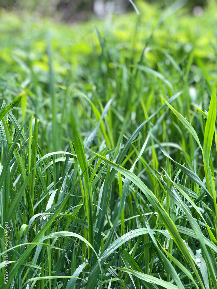 Obraz premium Fresh grass with dew drops. Abstract natural backgrounds. Grass under the bright sun. Fresh grass with dew drops. Grass stock photo. Green lawn background. Images of dew.