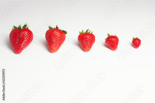 Fotografie Row of strawberries from smallest to largest on a white background