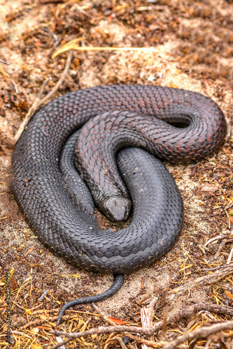 Kangaroo Island, Australia