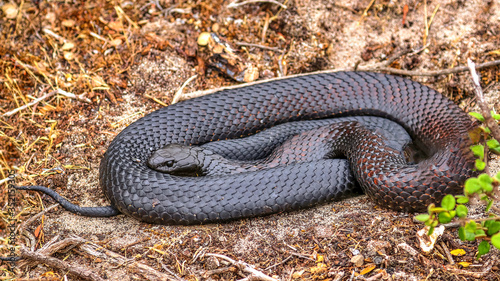 Kangaroo Island, Australia