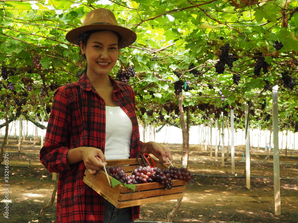 Obraz premium Asian woman gardener or female farmer holding a basket of with grape harvest, vineyard background. Concept is garden, growing organic grapes,wine, healthy natural food.