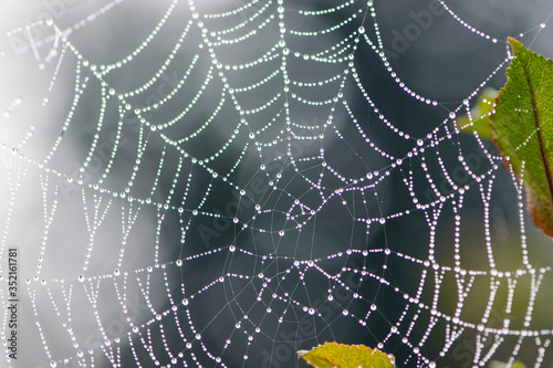  drops of morning dew on a web