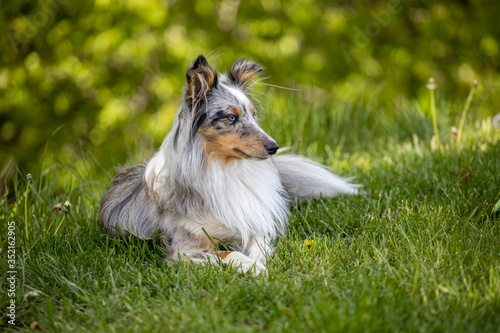Obraz na płótnie Shetland Sheep Dog Owczarek Szetlandzki w salonie