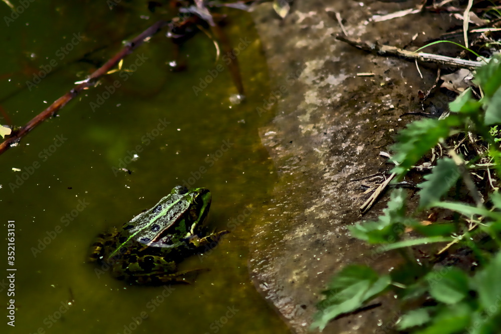 A frog crouches in a stream.
The picture shows a frog sitting in a stream. This is colored green black. The water of the stream has a greenish color. A frog crouches in a stream.
The picture shows a frog sitting in a stream. This is colored green black. The water of the stream has a greenish color.