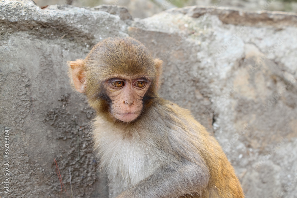 Close up view of young Rhesus macaque sinning next to stone in Swayambhunath stupa area. Monkey face with big eyes looks very sad. Animal theme. Close up view of young Rhesus macaque sinning next to stone in Swayambhunath stupa area. Monkey face with big eyes looks very sad. Animal theme.