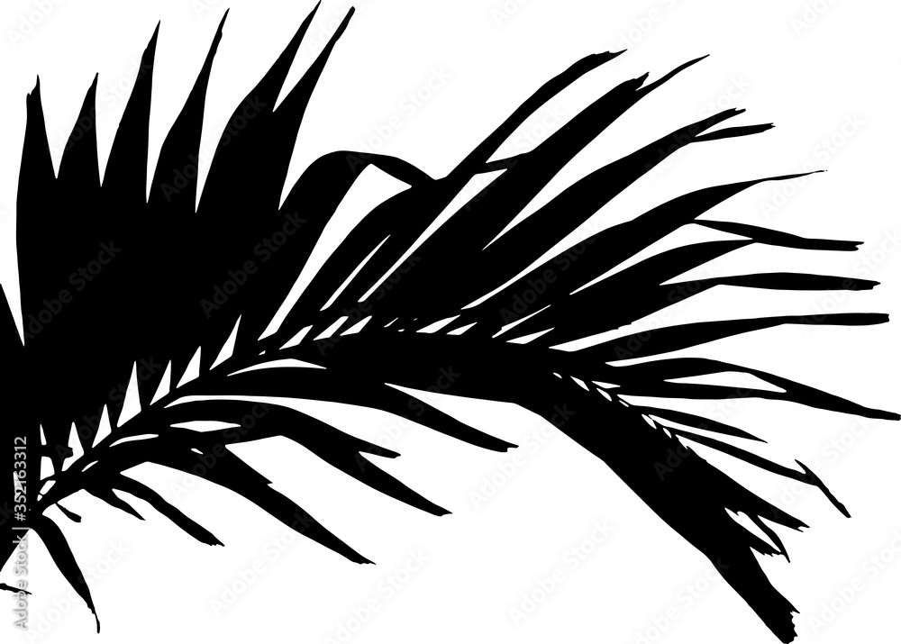Grunge silhouette palm tree leaf. Black and white vector illustration.