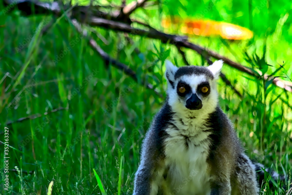 Fototapeta premium A lemur looks directly into the camera.The animal is colored black and white and belongs to the primates.