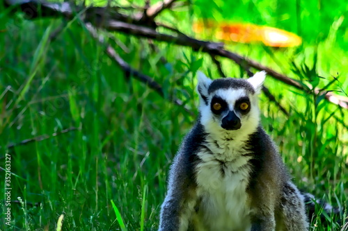 A lemur looks directly into the camera.

The animal is colored black and white and belongs to the primates.