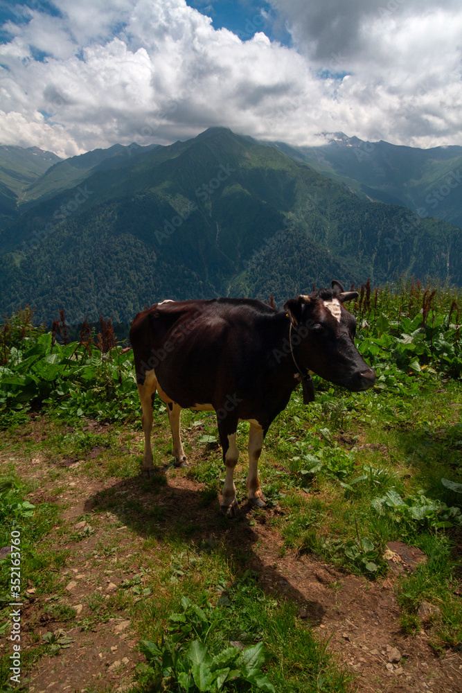 Cow grazing in the mountains and cloudy sky