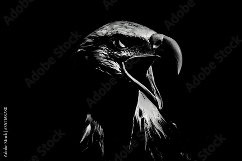 The head of a bald eagle in black and white with high contrast.

The focus of the picture is on the bird's right eye. The beak is wide open. The bald eagle is the heraldic animal of the USA.