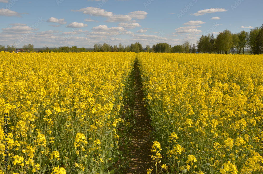 Obraz premium yellow rape flower against a clear sky
