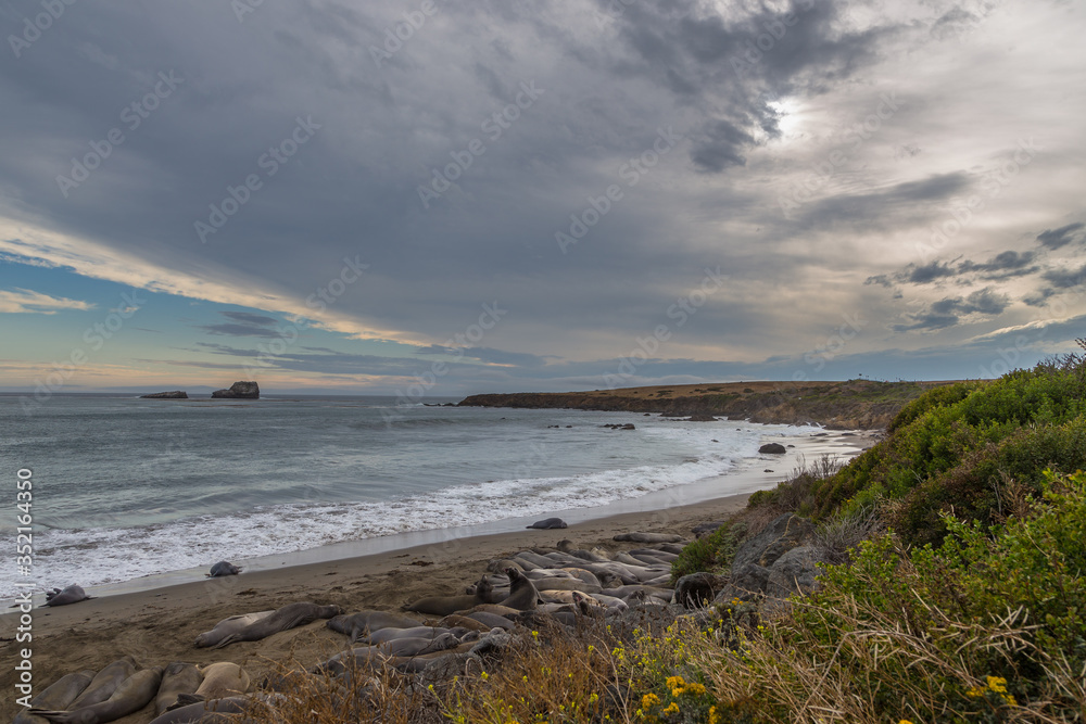 Elephant Seals on the beach, Pacific Ocean.