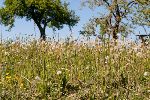 an unculitvated meadow with plenty of blowballs