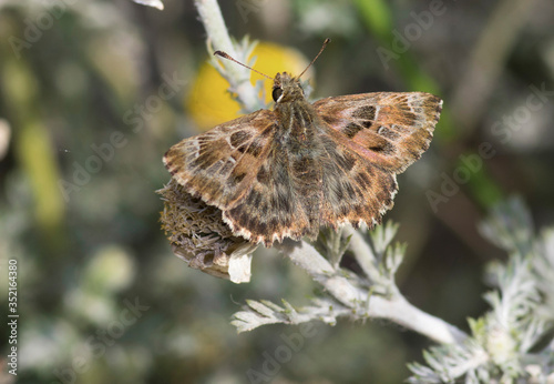 Mallow skipper (Carcharodus alceae) butterfly resting on flower