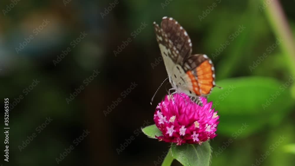 Close-up Of Butterfly Pollinating on a pink flower in garden, blurred green background, extreme close up with backlight. Close-up Of Butterfly Pollinating on a pink flower in garden, blurred green background, extreme close up with backlight.