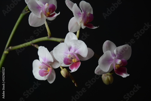 White with pink  orchid. Branches of  orchid on  black background. 
