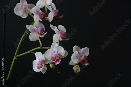 White with pink orchid. Branches of orchid on black background. 
