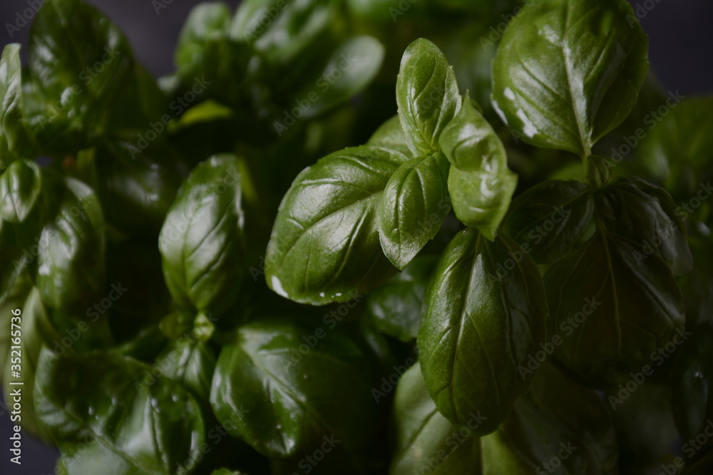 Fresh basil on a dark background. Green basil. Green basil on a dark background. Fresh basil on a dark background. Green basil. Green basil on a dark background.