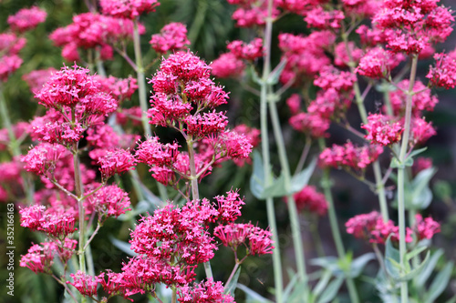 Centranthus ruber Coccineus- clusters of small Red Valerian flowers