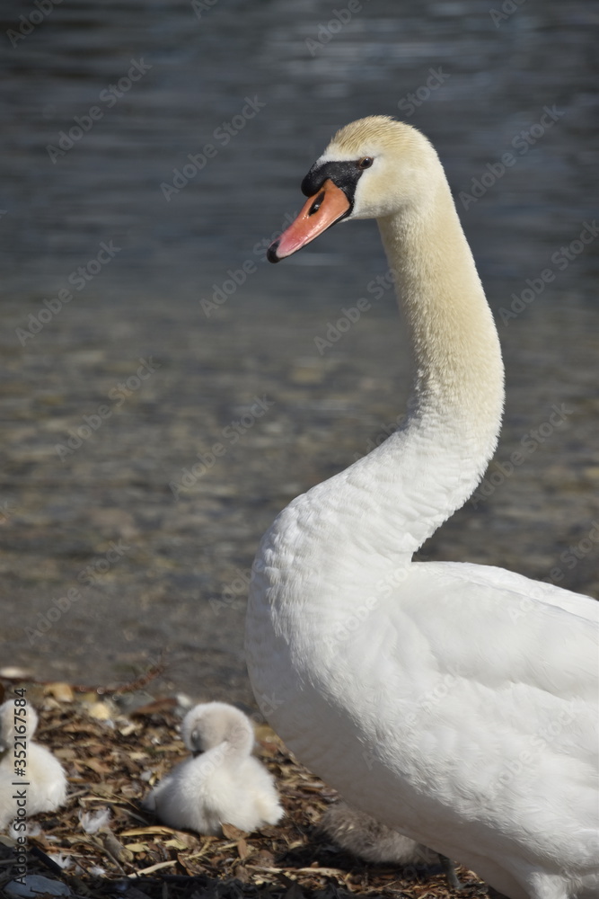 Fototapeta premium cygnes et cygneaux