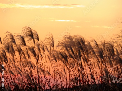 日本の田舎の風景　12月　ススキと夕焼雲