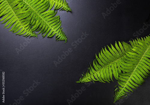 Graphite background with fern leaves photo