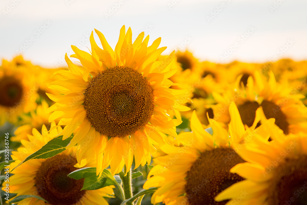 Obraz premium Golden sunflower in a big field