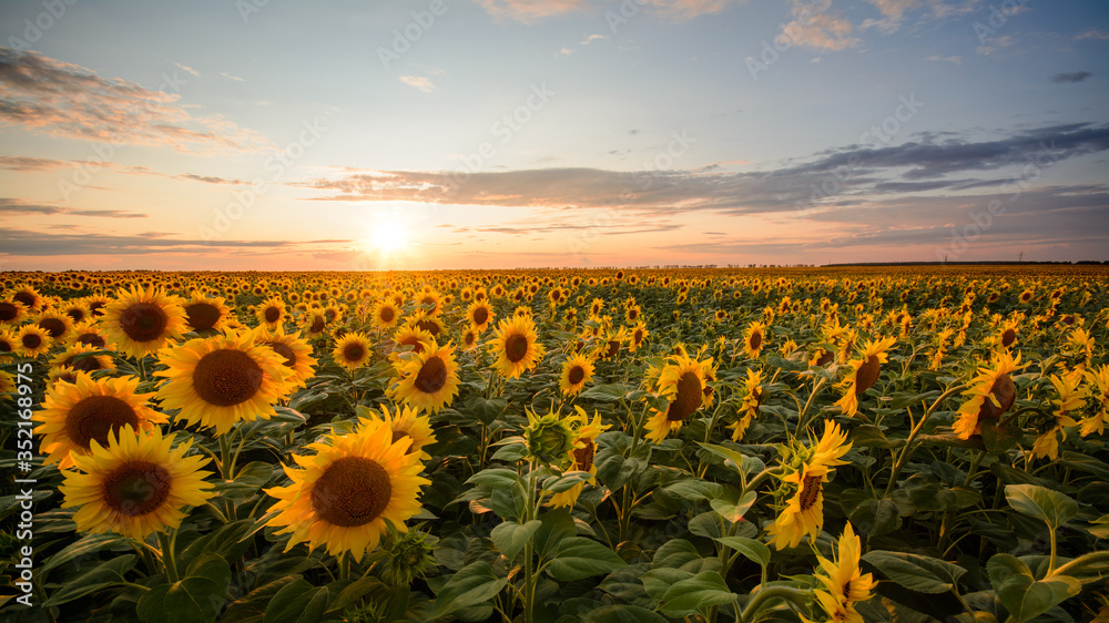 Panorama of golden sunflower plants in big field with burning setting sun