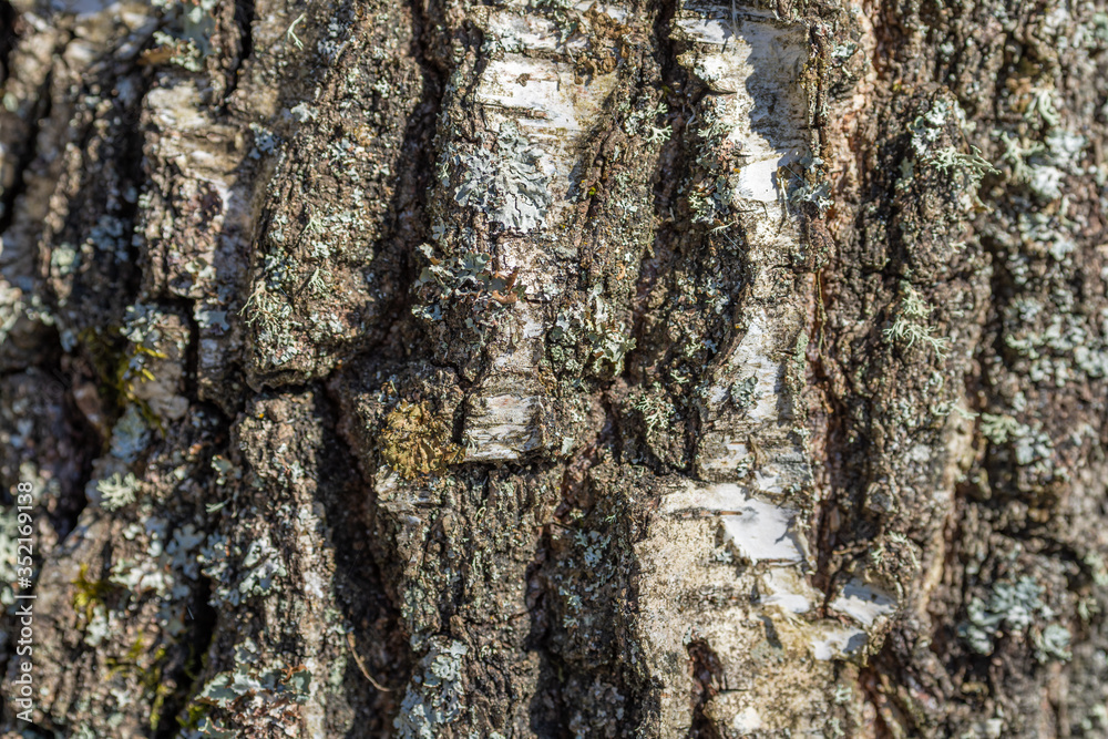 Texture picture of wooden bark details Texture picture of wooden bark details