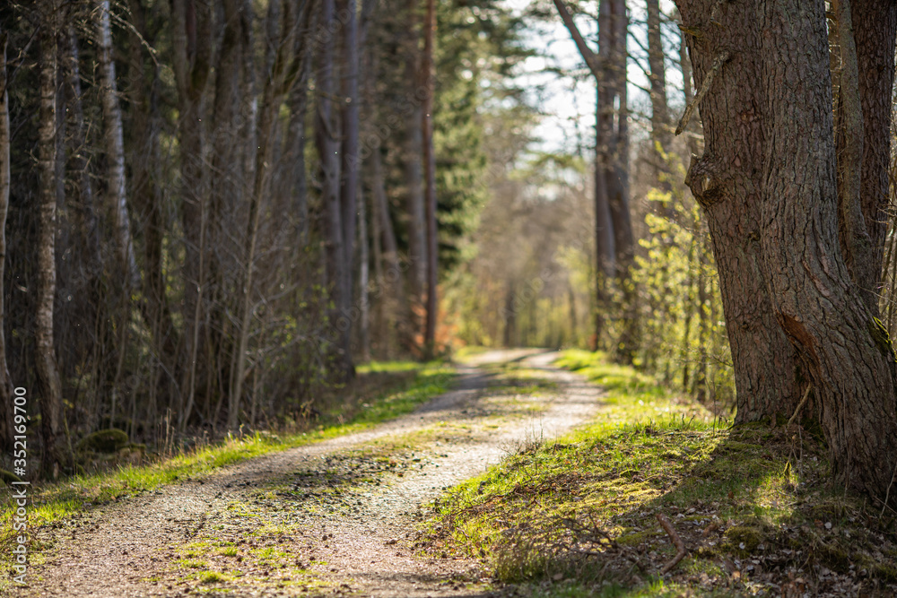Fototapeta premium Image of country side road in the forest during sunset