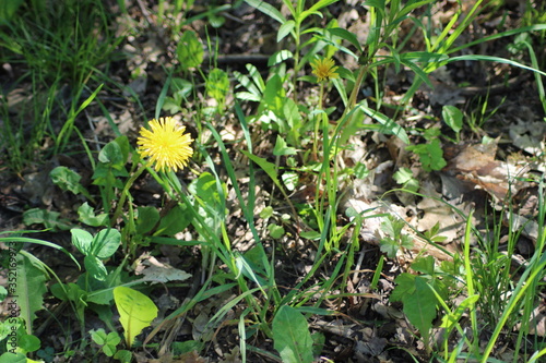 dandelion in the grass
