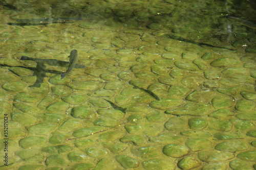 frog in the water
