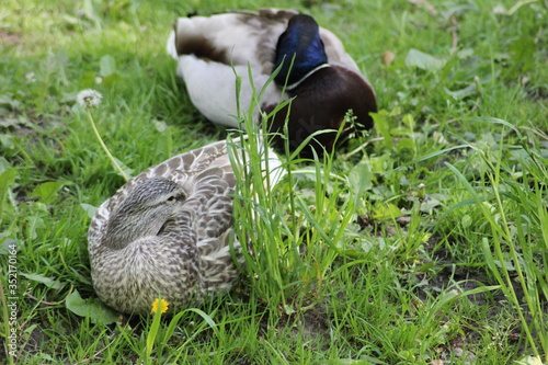 bird on grass
