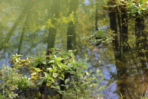 pond in the forest