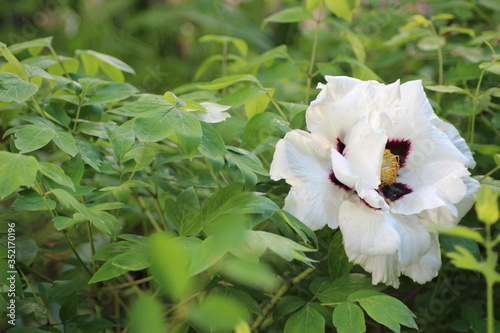 white flowers in the garden